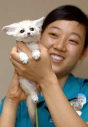 사막여우 이미지