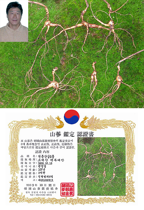 영초산삼 이미지
