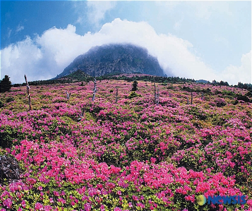 백경 이미지