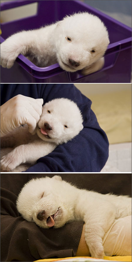 곰 이미지