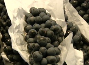 포도, '씨'까지 함께 먹어야 치매예방
